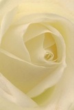 Drawn into the centre of a softly spiraled cream-white rose, you feel enveloped in the tranquil mood that echoes the peaceful mornings along Battersea's Albert Bridge. Every petal unfurls with feathery lightness, their textures inviting contemplation and calm as though each carries the dew of a fresh dawn in the borough. The interplay of luminous ivory, subtle shadow, and gentle curl gives the image quiet depth and a sense of understated drama. The atmosphere is soothing-befitting gestures of sympathy, deep admiration, or the marking of a hopeful beginning. The craftsmanship of Battersea's florists is apparent in the flawless arrangement, every detail attuned to the emotions it might convey whether sent to a friend near Lavender Hill or celebrating a milestone quietly at home. Imagine the soft, sweet aroma rising-delicate, barely there-completing a multisensory experience rooted in the heart of Battersea's thoughtful community. This perspective captures not just a bloom but the artistry and emotion behind its selection, for moments both grand and tender.